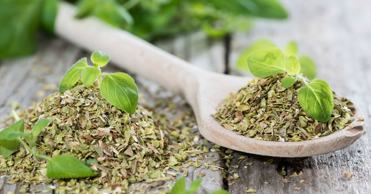 Oregano-Kekik