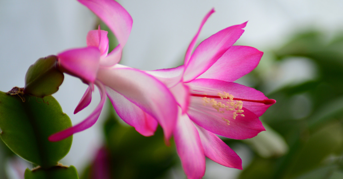 YILBAŞI ÇİÇEĞİ NASIL ÇOĞALTILIR?