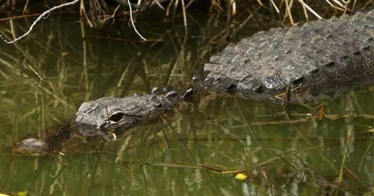 Timsahın midesinden çıkan kemik parçaları