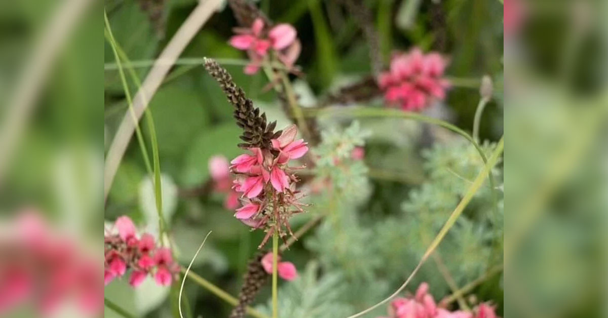 Çivit Mavisi Üreten Çalı