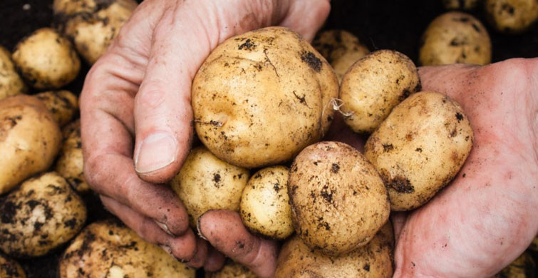 Zehirlenmeye Bile Neden Olan İşte O Besinler: