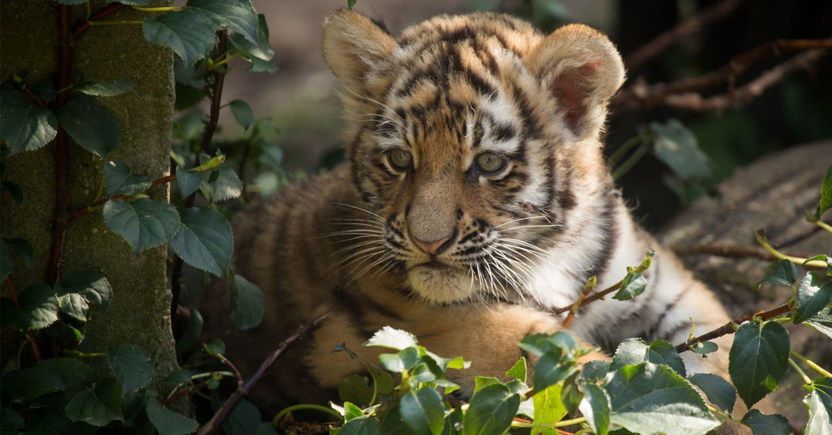 Kaplan hayatını kaybetti