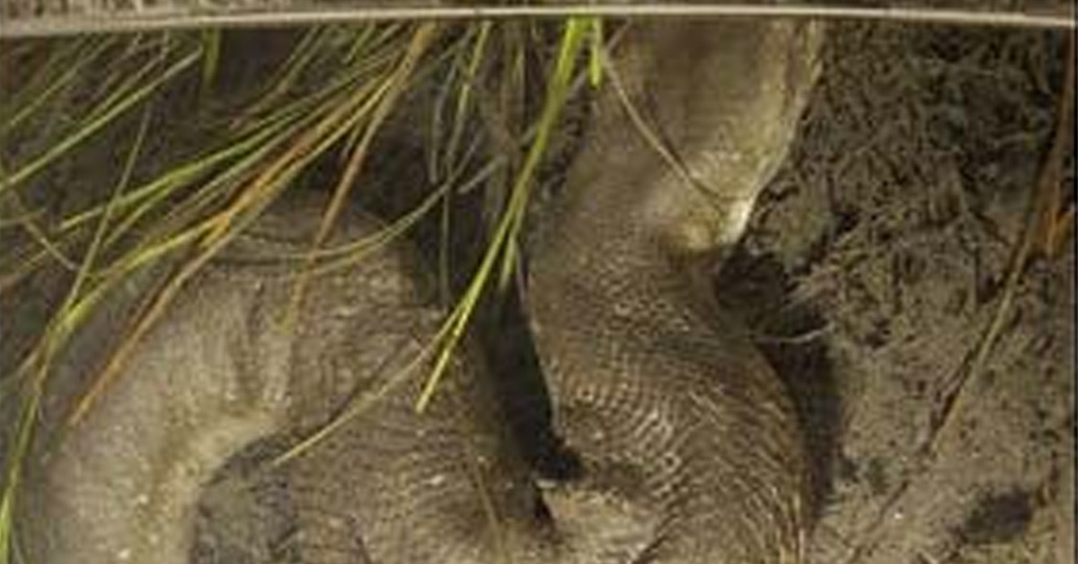 Gözlerine inanamadılar