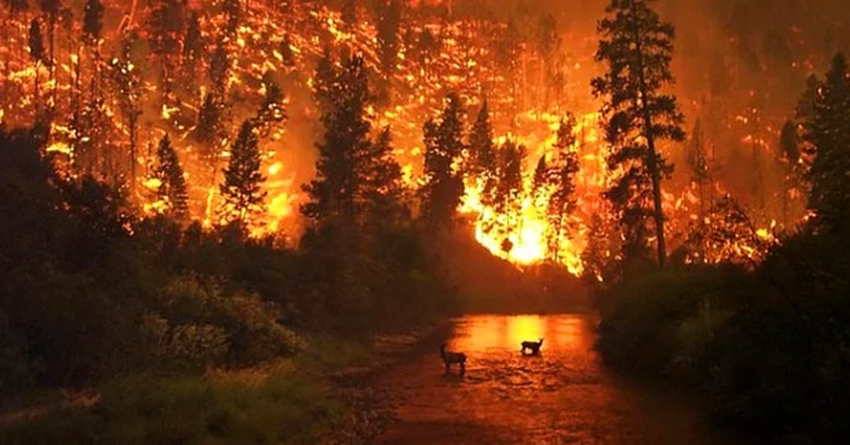 2003 SİBİRYA TAYGA YANGINI