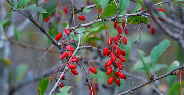 DİYABETİN ÖNÜNE GEÇER VE TEDAVİ EDER