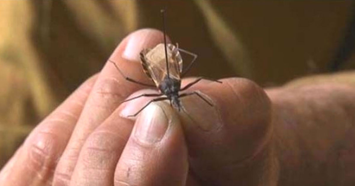 Nedir suikastçi böcek?