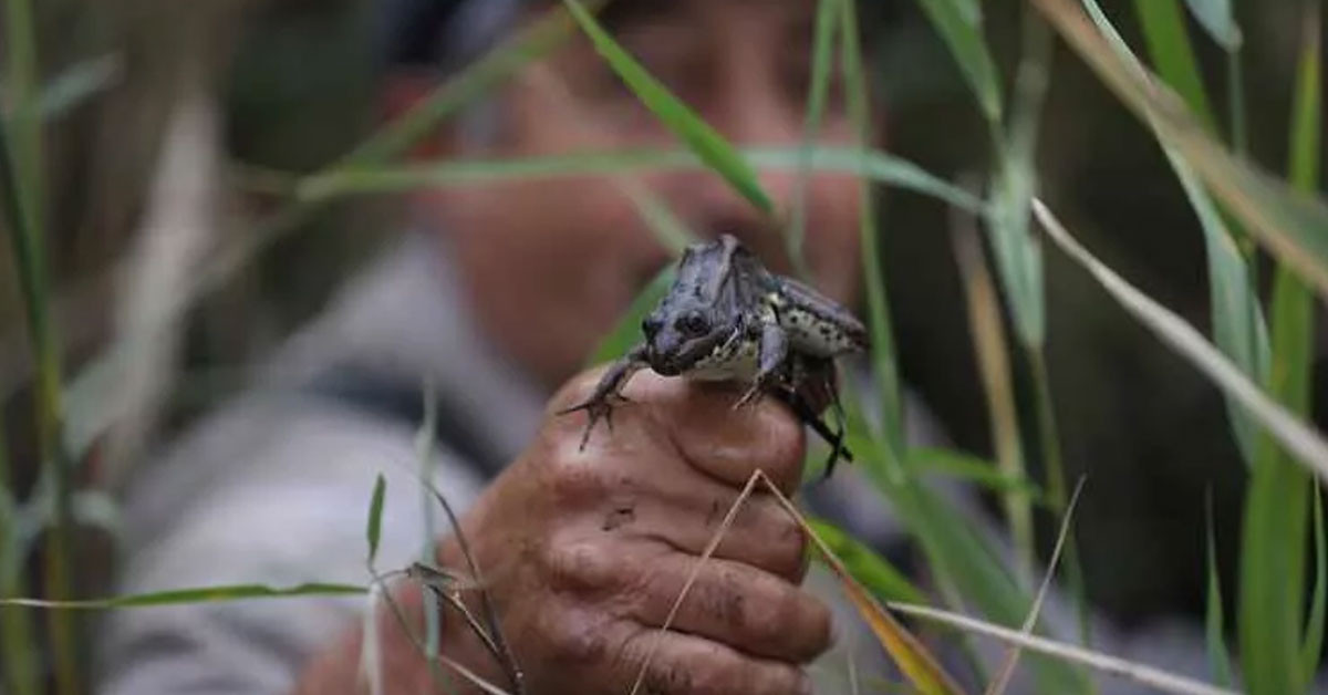 FRANSA VE İTALYA'YA GÖNDERİLİYOR