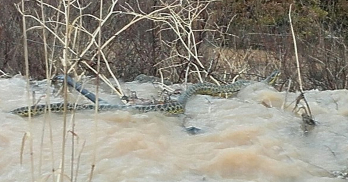 Dev yılan dehşete düşürdü