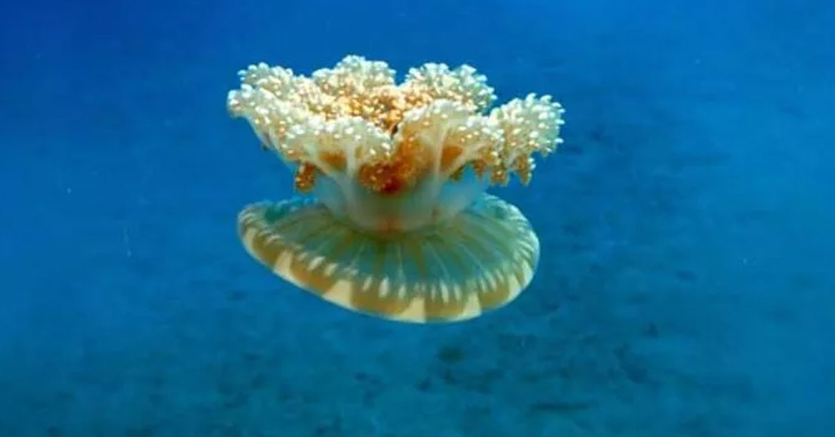 YAKICI DENİZANALARI TÜRKİYE'DE İLK GÖCEK'TE GÖRÜLDÜ 