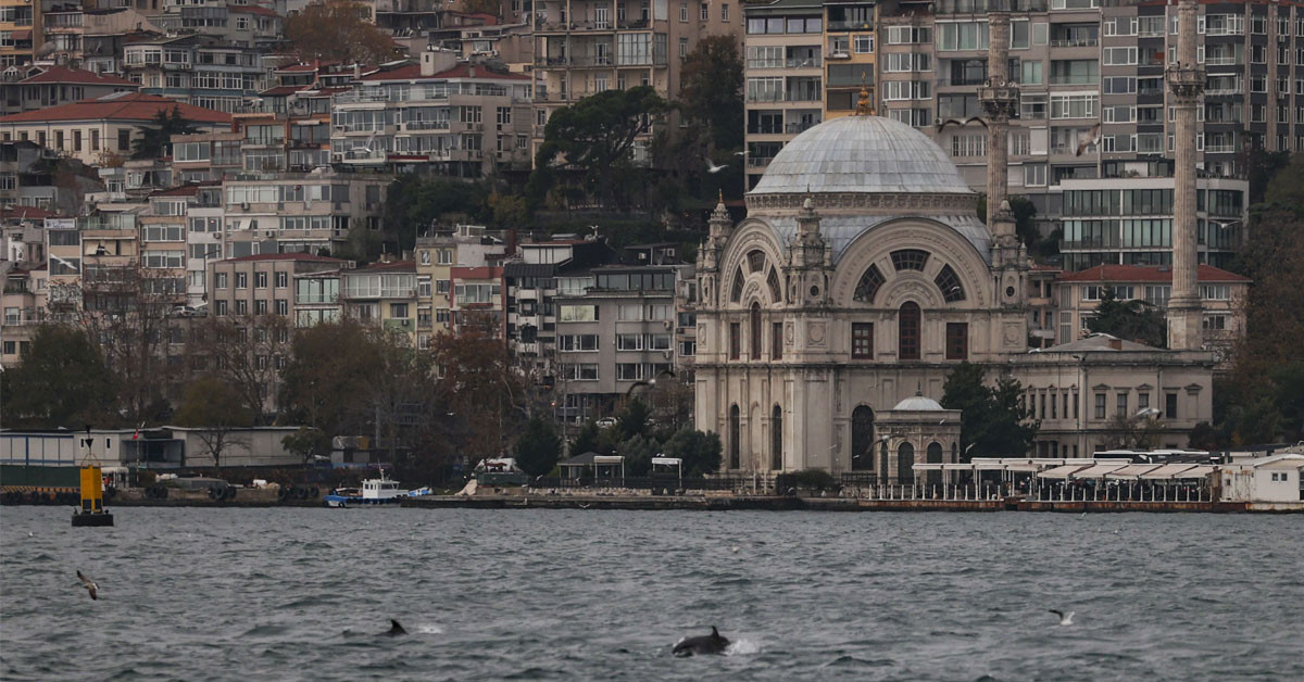 Yunuslar zeki hayvanlar mıdır?
