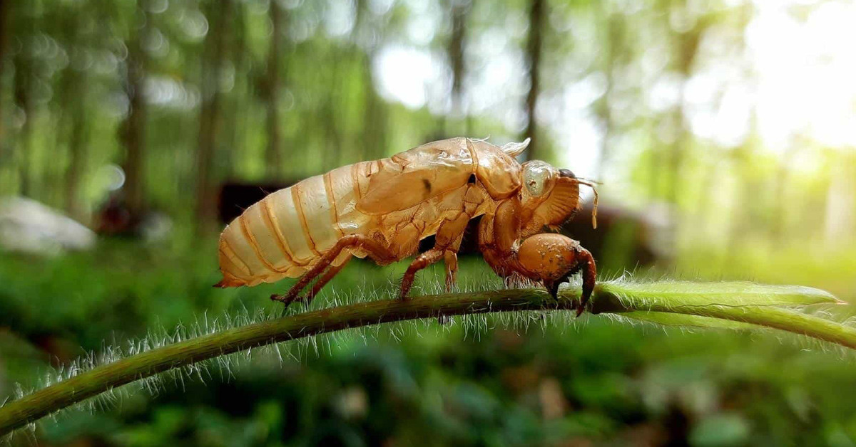 Araştırmalar devam ediyor