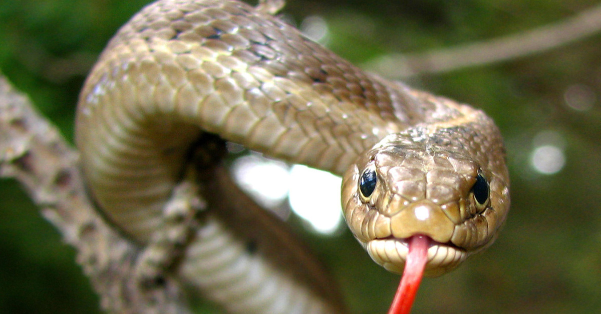 Görüntüler viral oldu