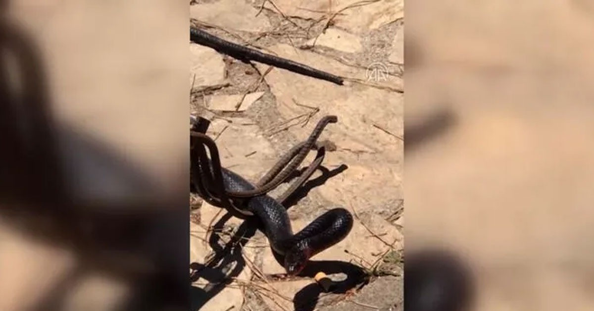 Arabasında korkunç görüntü