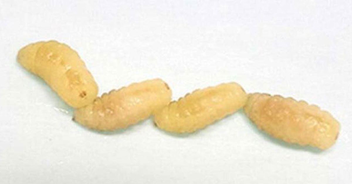 Vücudundan çıkan kurtlar