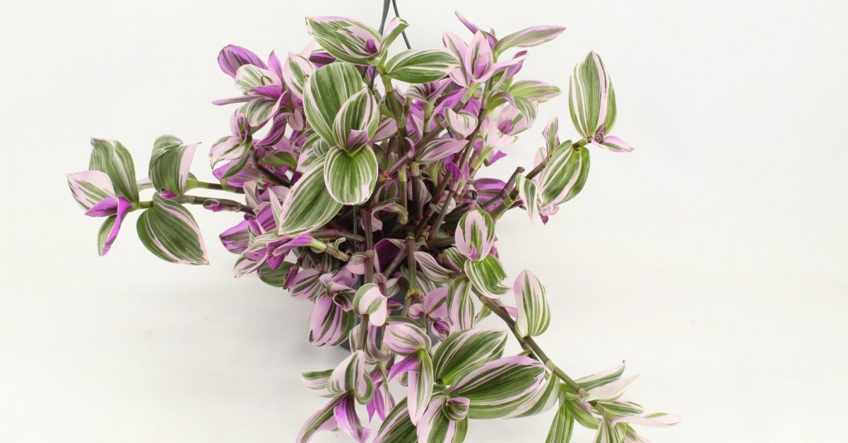 TELGRAF ÇİÇEĞİ NASIL SULANMALI?