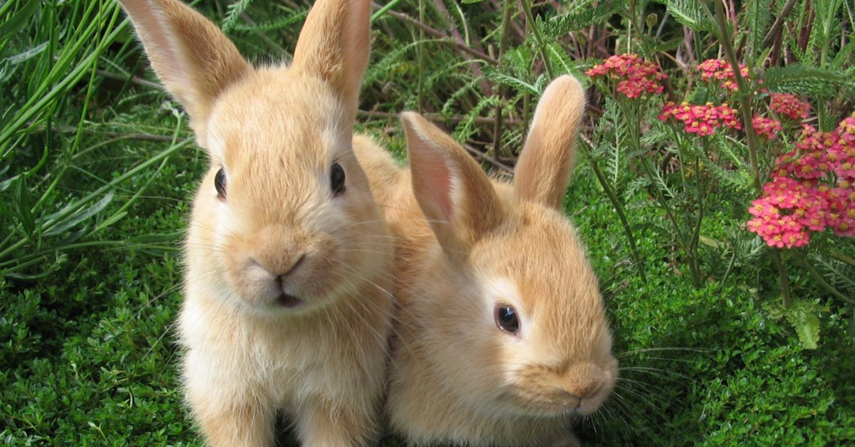 Peygamber Efendimiz de yemiyor