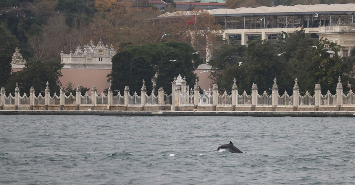 Yunusların ses dili?