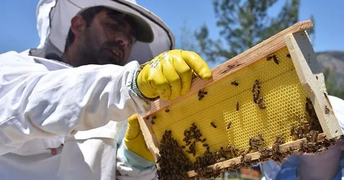 Arılar bal yapamıyor
