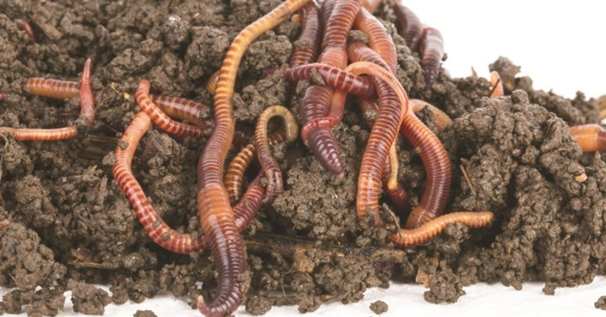 Solucanla arasındaki fark ne?