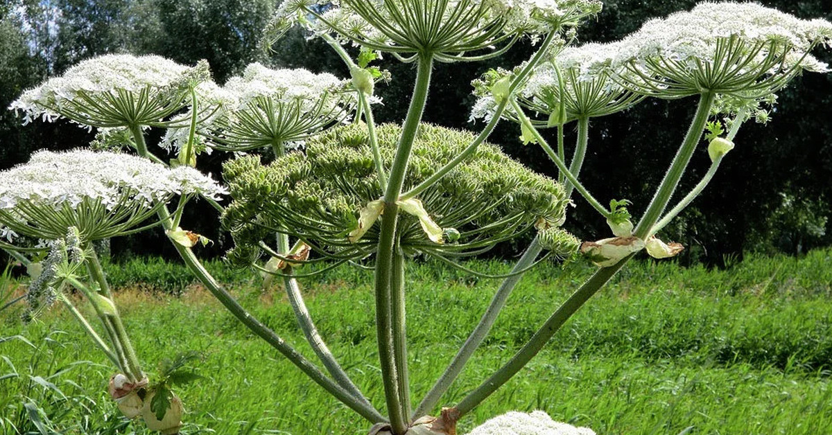 Bitkinin adı Tavşancıl Otu 