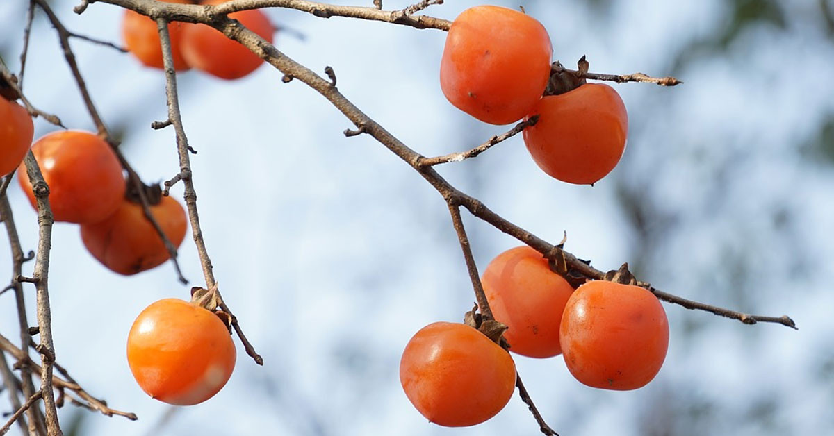 Kansızlığın tedavisinde kullanılıyor