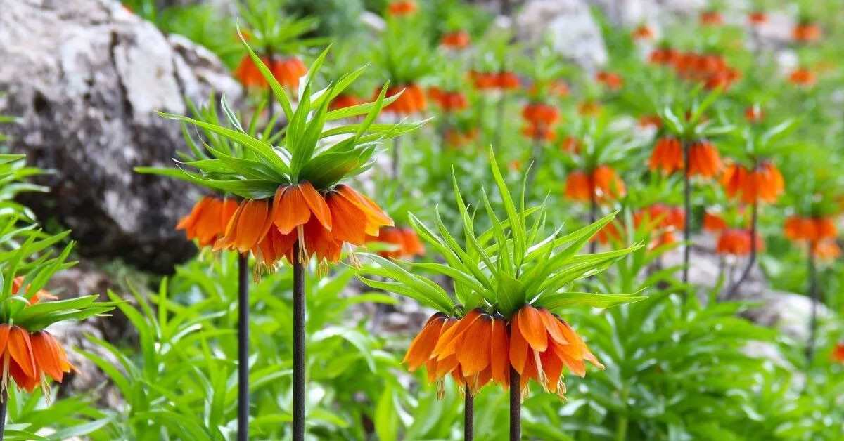 Ters Lale’ler nerede yetişiyor?