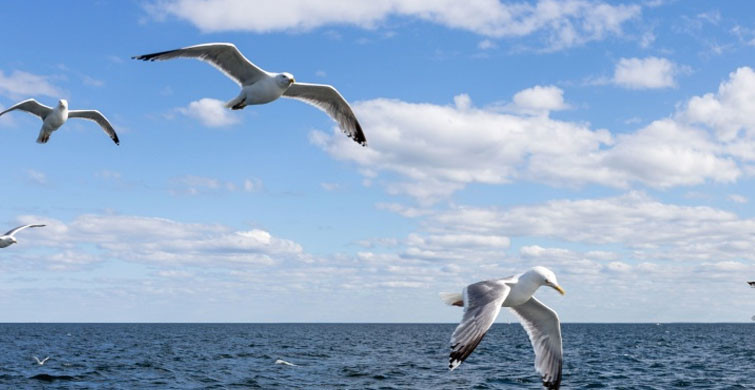 Hastalıklara Yol Açabilir