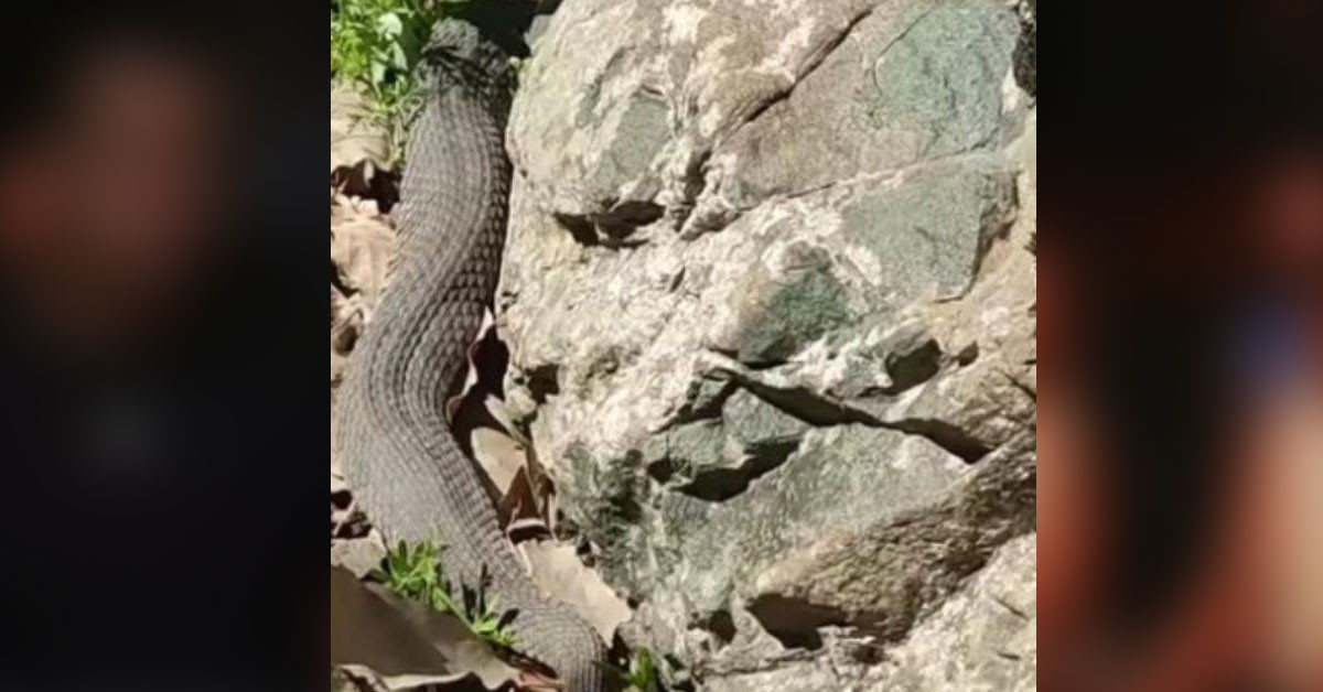 Yılan sayısı artıyor