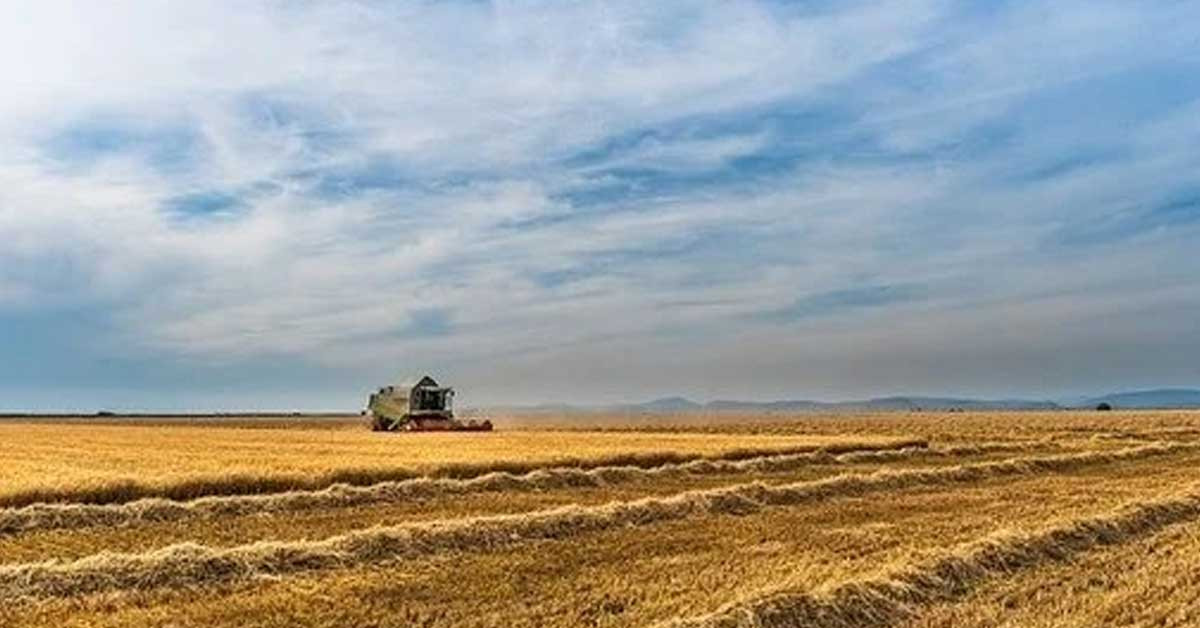 Buğday fiyatları ne olur?