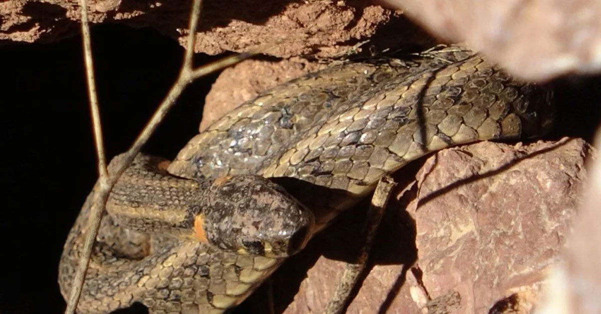 O bölge tehlike altında