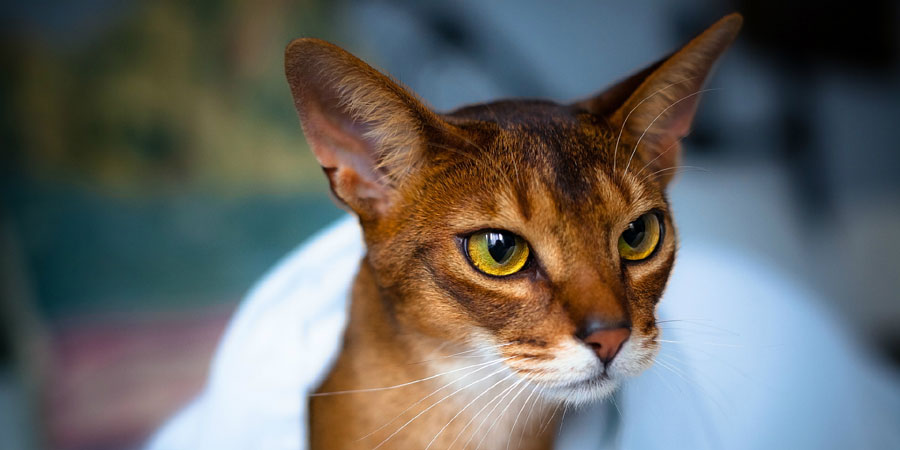 2-Abyssinian
