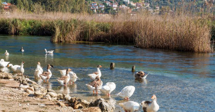 KADIN AZMAĞI DERESİ