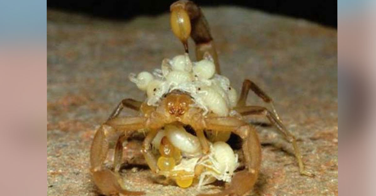 Yaklaşık 4 saat sürer