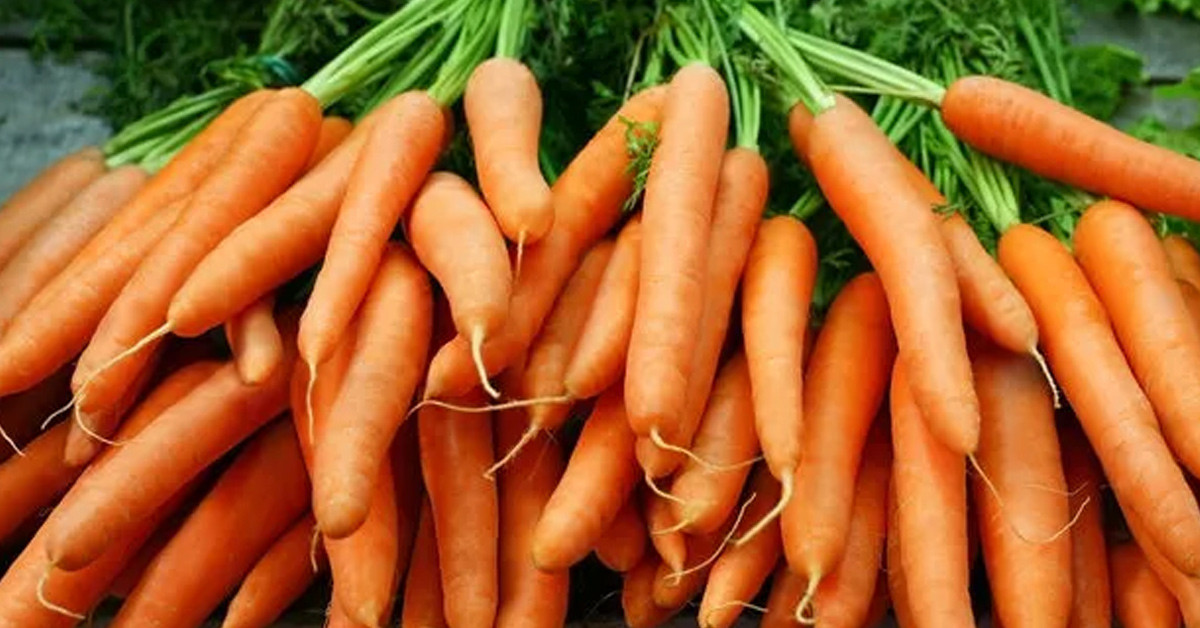 Diyabeti kontrol altına alır 