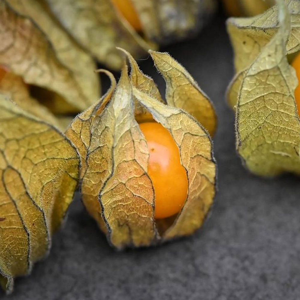 DÜNYANIN EN ZENGİN LİF ORANINA SAHİP MEYVESİ