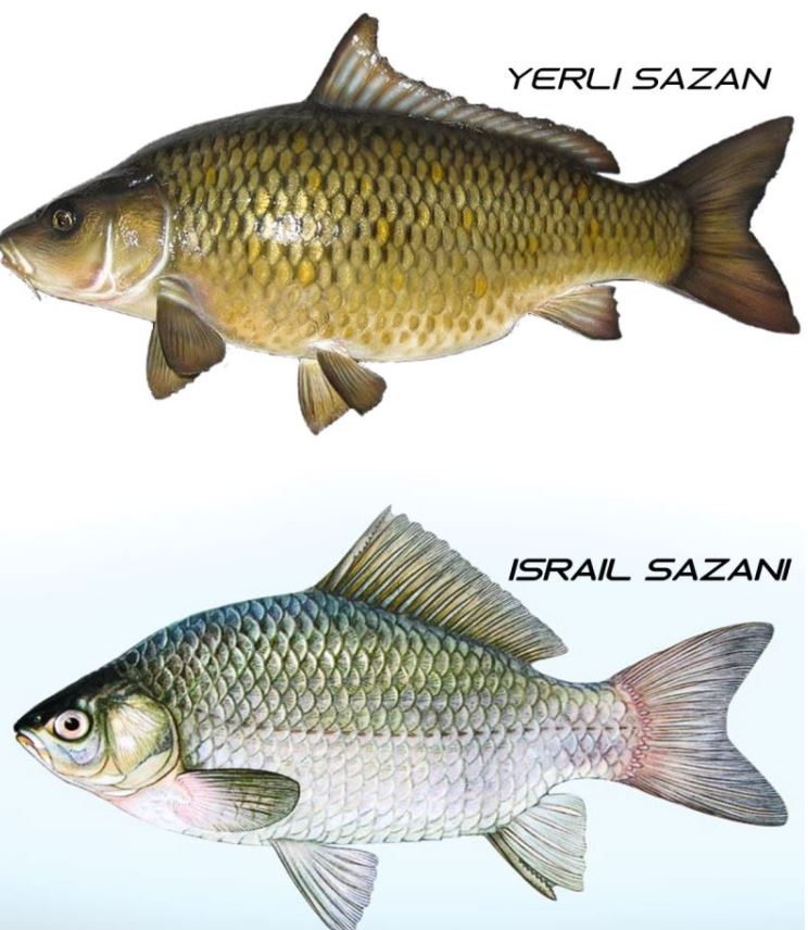 Sazan - İsrail Sazanı - Havuz balığı