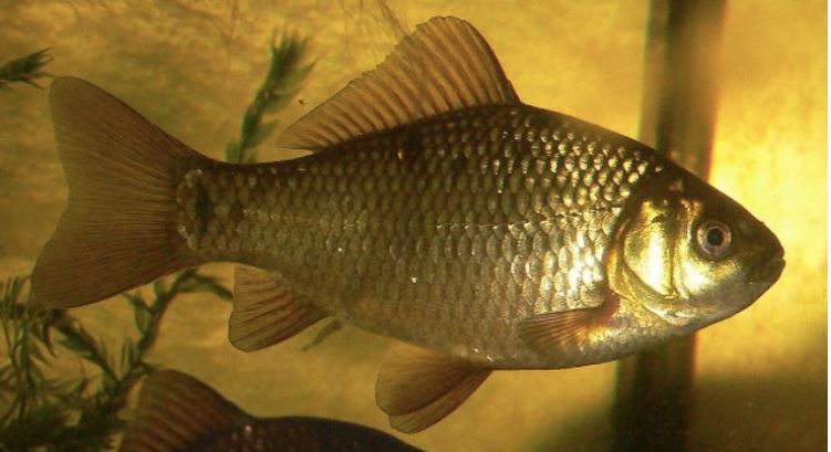 Havuz Balığı