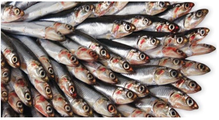 Hamsi - İstavrit Yavrusu - Gümüş Balığı - Muhtelif Küçük Balıklar