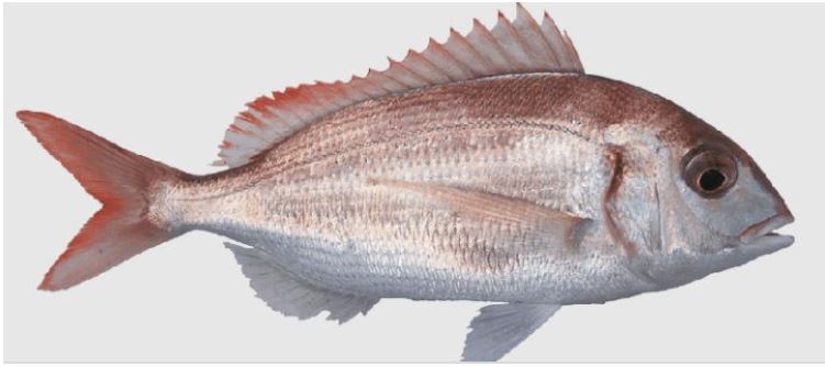 Mercan ve Benzeri Balıklar