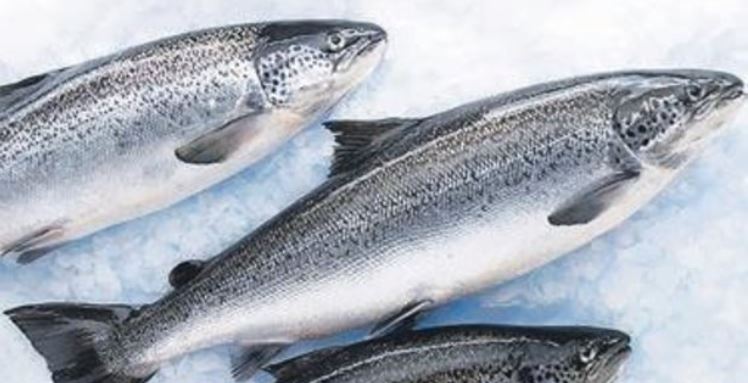 Somon-Kart Alabalık