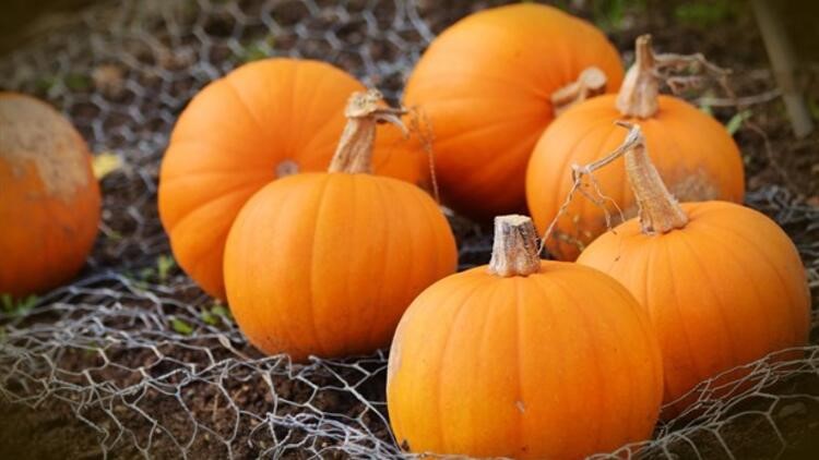 Bağışıklığı Güçlendirir