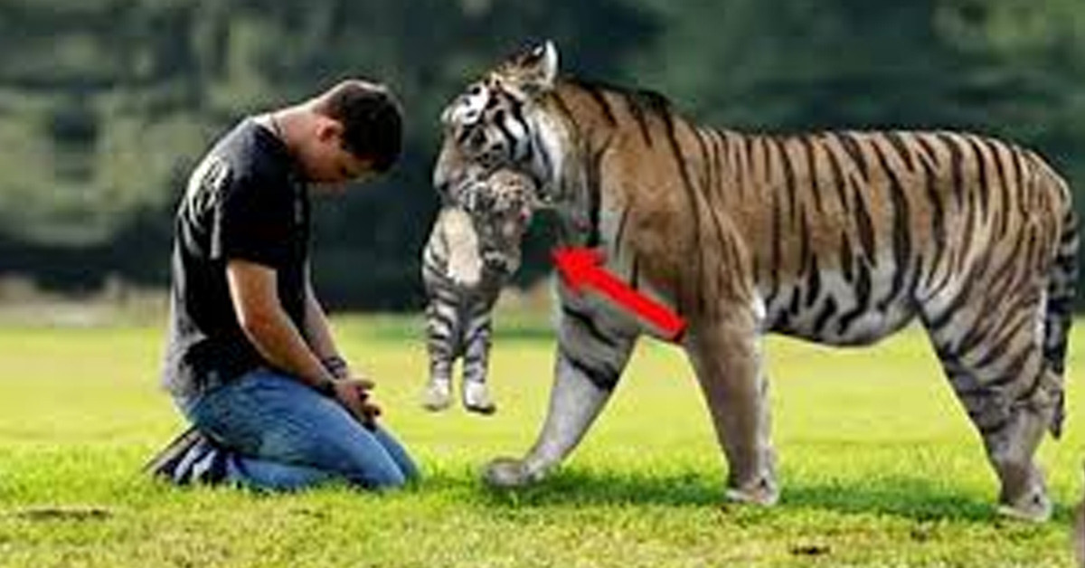 Yardıma muhtaç kaplan