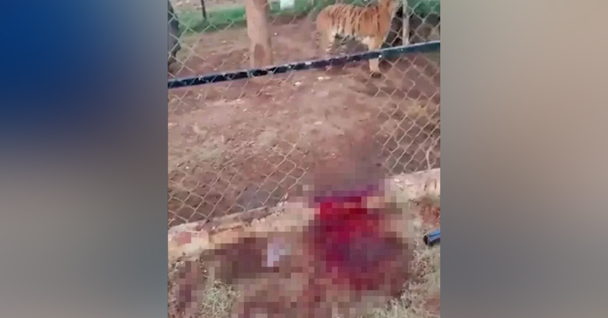 Kaplan kolunu kaptı