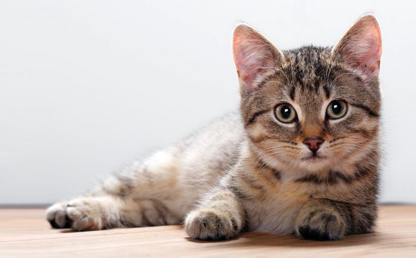 8-Californian Spangled