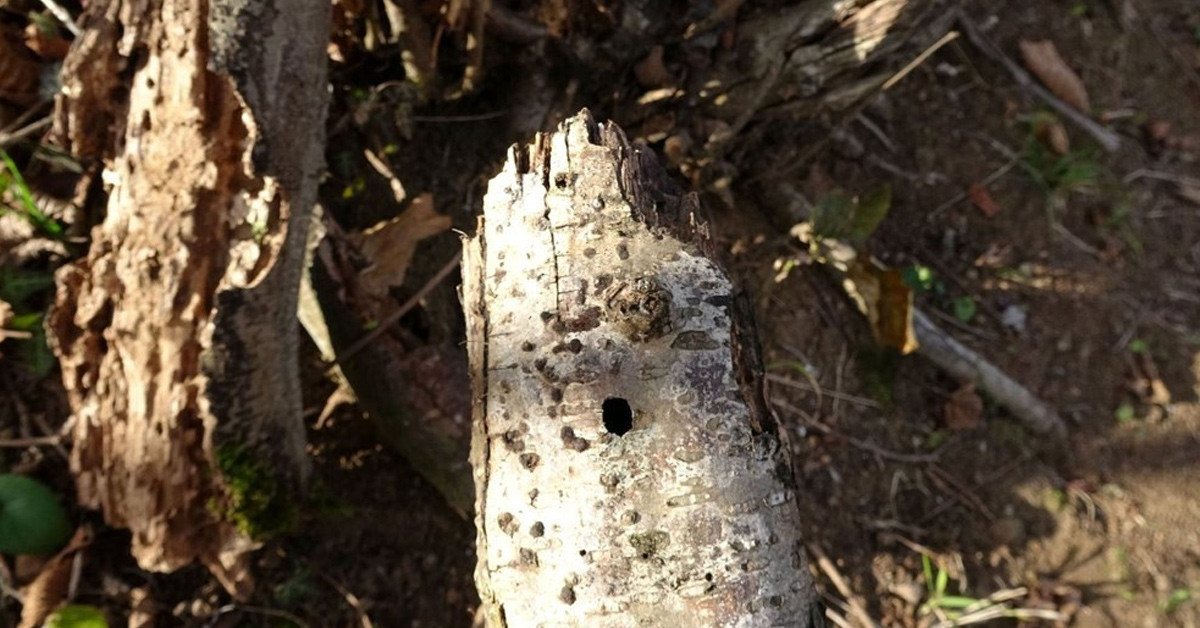 İtalya'dan İstanbul'a Daha Sonra da Trabzon'a