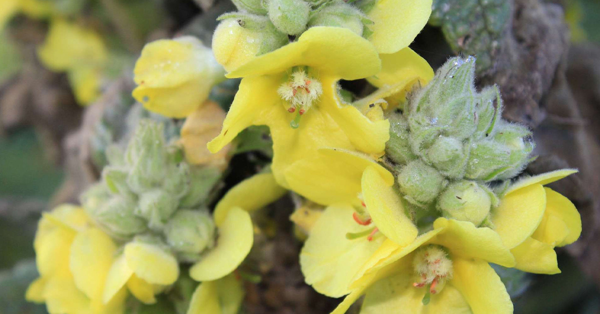 Verbascum thapsus - Sığır kuyruğu otu