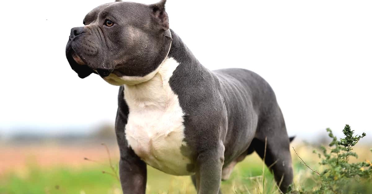 AMERICAN BULLY
