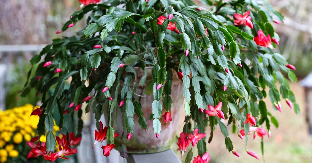 YILBAŞI ÇİÇEĞİ BAKIM TÜYOLARI