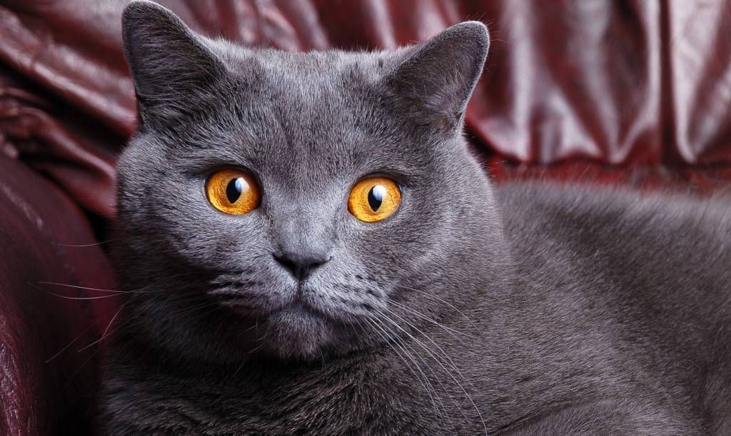 11-British Shorthair