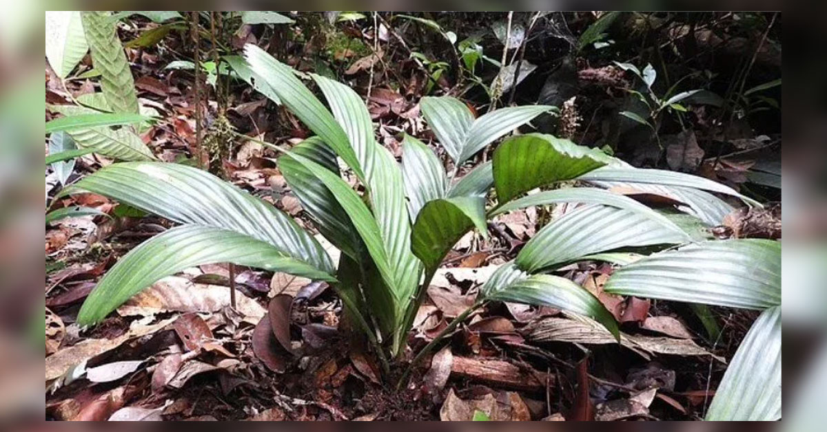 Enteresan Bir Yeraltı Palmiyesi